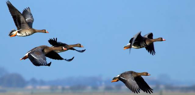 Geese in flight